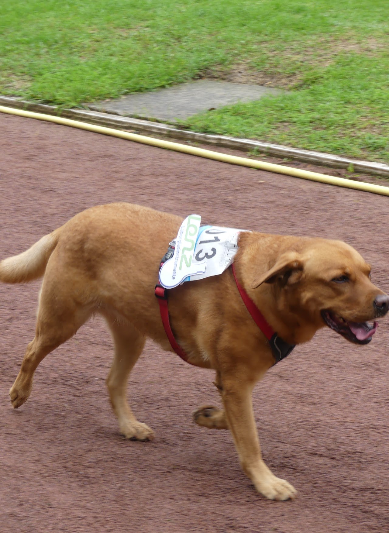 Bild vom 13. Benefizlauf im Jahr 2022. Dies ist das 584. Bild.